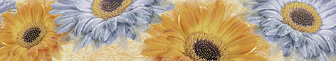 Gerbera Бордюр многоцветный (GB1J451DT) 8x44